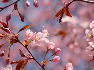 Cherry Blossoms