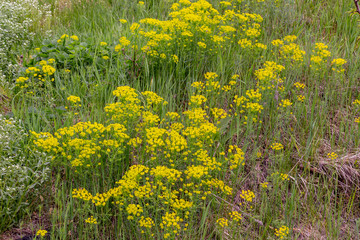 Yellow wildflowers