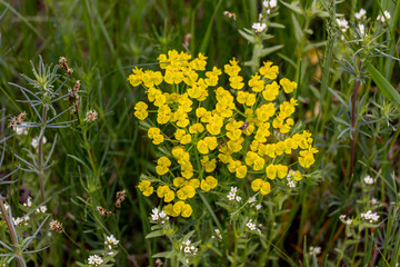 yellow flowers in the field