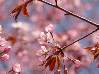 Cherry Blossoms