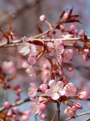 Cherry Blossoms