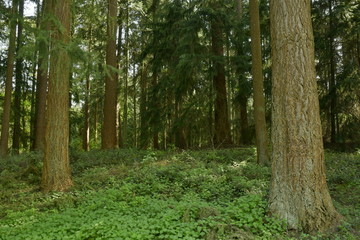 Champs d'orties entre les troncs de conifères à l'arboretum de Tervuren 