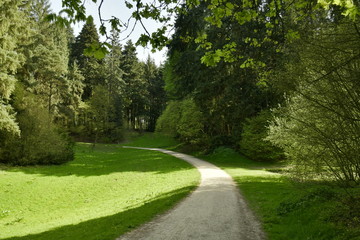 Chemin traversant une clairière dans la zone de conifères à l'arboretum de Tervuren