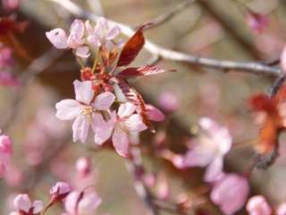 Cherry Blossoms