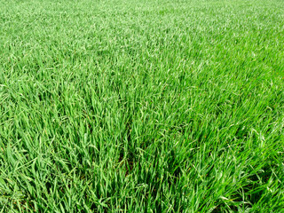 Green field with juicy shoots of winter wheat in foreground..Barns, farm and silo with field in background. large cattle farm. state farm supplies milk and meat