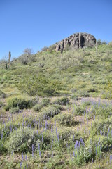 Fototapeta na wymiar Arizona springtime bloom and green grasses