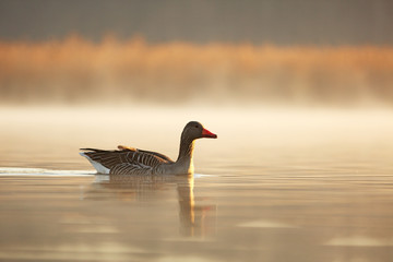 Wild goose on the lake on spring