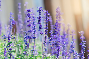 Obraz premium Lavandula on the morning at garden.