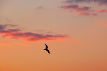 Fototapeta na wymiar Seagull silhouette and sunset sky with clouds