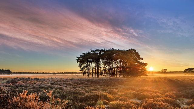 Colorful sunrise with dramatic clouds at Regte Heide heath land, The Netherlands
