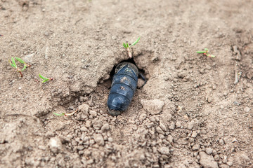 oil beetle, a type of blister beetle in the ground hole 