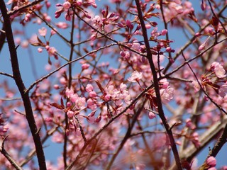 Cherry Blossoms