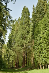 Les séquoias géants de l'arboretum de Tervuren 