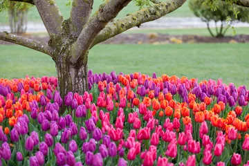 Fotobehang Tulips blooming in a field in Mount Vernon, Washington in the Skagit Valley © paulacobleigh