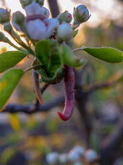 Pink Earthworm on branch next to flowers of apricot