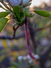 Pink Earthworm on branch next to flowers of apricot