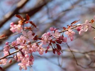 Cherry Blossoms