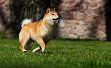 Naklejka na ściany i meble Dog breed shiba Inu runs on the lawn