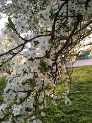 tree in bloom