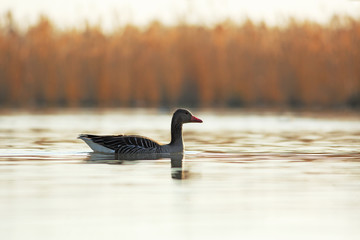 Wild goose on surface morning