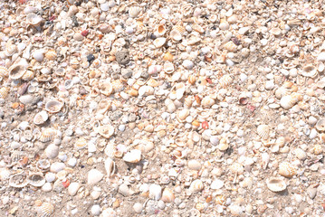 Seashells on a sandy ocean beach