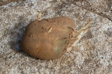 Germinated potato with small sprouts on stone background
