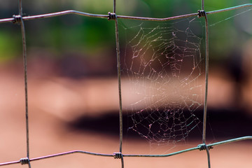 Cobweb on iron net