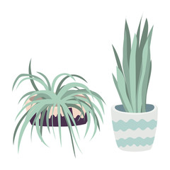 Vector houseplants illustration. Set of two vector flowers. Potted flowers in pastel colors. Vector spider plant, snake plant