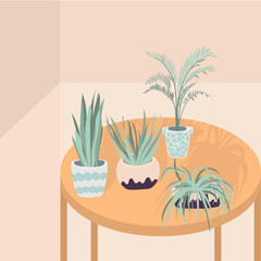 Vector illustration of houseplants on the table with long shadows. Flat vector drawing of flowers in pots
