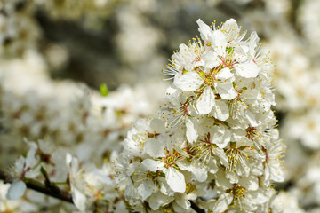 white blossoms of plum trees in spring, blurred background
