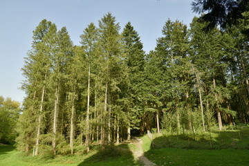 Conifères Douglass et d'autres espèces à l'arboretum de Tervuren