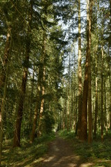 Chemin très ombragé sous les feuillages denses de différents sapins à l'arboretum à Tervuren