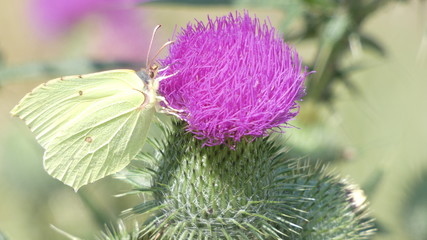 Motyl © Beata