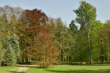Naklejka premium Les arbres au feuillages pourpre contrastant avec le vert des autres specimens à l'arboretum de Tervuren