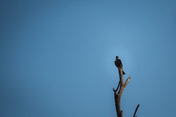 Eurasian hobby in a blue sky background sitting on a tree at jhalana forest reserve, jaipur, india