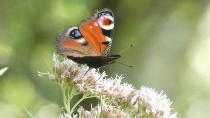 Motyl © Beata