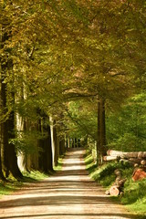 Fototapeta na wymiar Troncs d'arbres abattus ,empilés le long d'une route caillouteuse sous le feuillage marron à l'arboretum de Tervuren