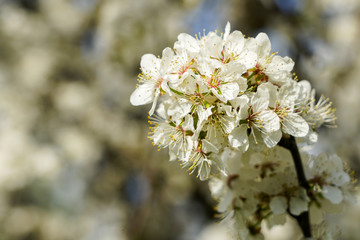 white blossoms of plum trees in spring, blurred background