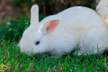 White rabbit is eat grass in the garden
