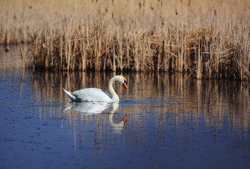 Mute swan on lake