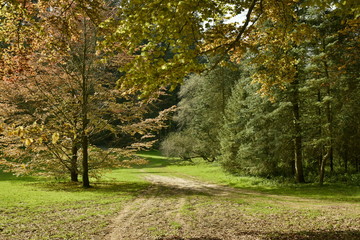 Traces de roues vers l'une des clairières de l'arboretum de Tervuren © Photocolorsteph