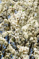 white blossoms of plum trees in spring, blurred background