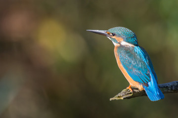 Common Kingfisher