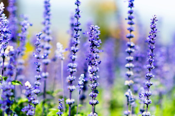 Fototapeta premium Lavandula on the morning at garden.
