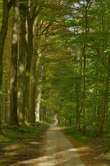 Chemin secondaire réservé aux cyclistes longeant la route principale du bois des Capucins à Tervuren
