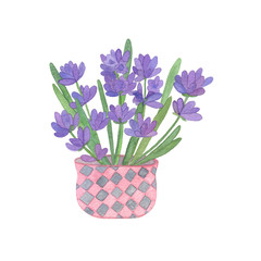 Hand drawn watercolor lavender flower bouquet in the pink pot on the white background, lavender flowers watercolor illustration, symbol of French Provence