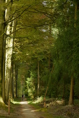 Chemin secondaire réservé aux cyclistes longeant la route principale du bois des Capucins à Tervuren