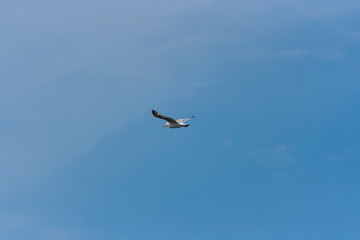 Seagull flying high in clear blue sky 