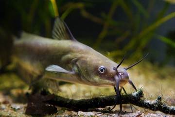 Channel catfish, Ictalurus punctatus, dangerous freshwater predator faces camera in European...