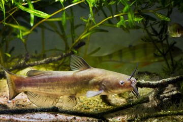 voracious freshwater predator Channel catfish, Ictalurus punctatus in European cold-water river...